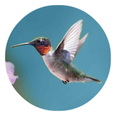 DAROUND 028 Humming Bird 2